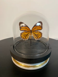 Globe papillon