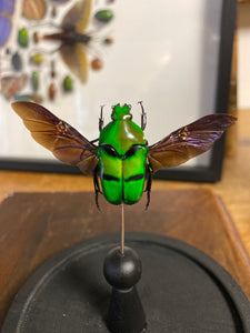 Globe en verre avec ischiopsopha bifasciata