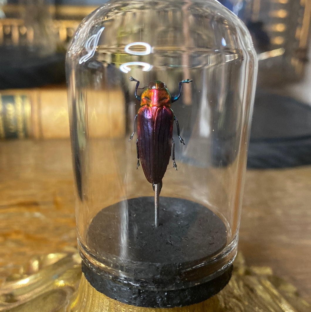 Petit globe contenant un belionota
