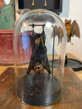 Charger l'image dans la galerie, chauve-souris sous globe
