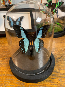 Papillon papilio bromius sous globe en verre