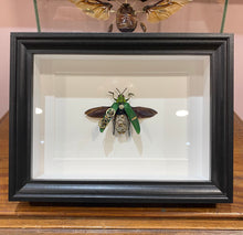 Charger l'image dans la galerie, Scarabée mécanique!

