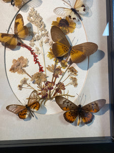 Cadre envolées de papillons et demoiselle sur herbiers