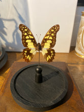 Charger l'image dans la galerie, Globe papillon
