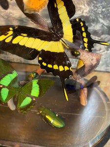 Envolée d’insectes sous globe napoléonien (ENVOI À ORGANISER AVANT ACHAT)
