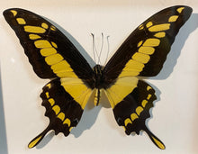 Charger l&#39;image dans la galerie, Cadre papillon « papilio thoas cinyas »
