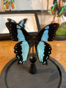 Papillon papilio bromius sous globe en verre