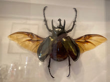 Charger l&#39;image dans la galerie, Cadre chalcosoma atlas ailes ouvertes
