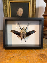 Charger l&#39;image dans la galerie, Cadre Goliathus oriantalis
