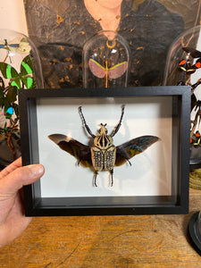 Cadre Goliathus oriantalis