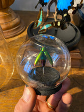 Charger l&#39;image dans la galerie, Globe bulle chrysochroa Aurora
