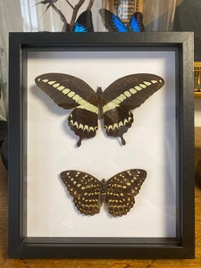 Cadre duo de papillons