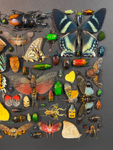 Charger l'image dans la galerie, Cadre aux insectes
