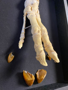 Cadre patte de porc