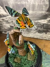 Charger l&#39;image dans la galerie, Papillons urania ripheus sur main en bois
