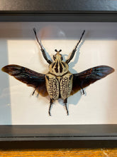 Charger l&#39;image dans la galerie, Cadre Goliathus oriantalis
