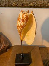 Charger l&#39;image dans la galerie, Coquillage voluta melo amphora
