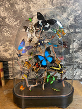Charger l&#39;image dans la galerie, Envolée d’insectes sous globe napoléonien (ENVOI À ORGANISER AVANT ACHAT)
