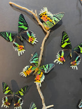 Charger l'image dans la galerie, Cadre envolées de papillons
