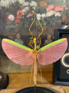 Globe phasme marmessoidea