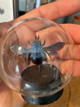 Charger l'image dans la galerie, Globe bulle xylocopa caerula
