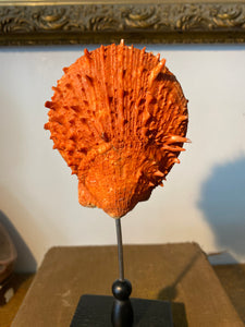 Coquillage spondylus