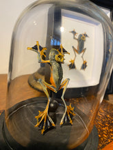Charger l&#39;image dans la galerie, Véritable grenouille « prince charmant » rhacophorus sous globe
