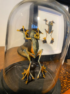 Véritable grenouille « prince charmant » rhacophorus sous globe