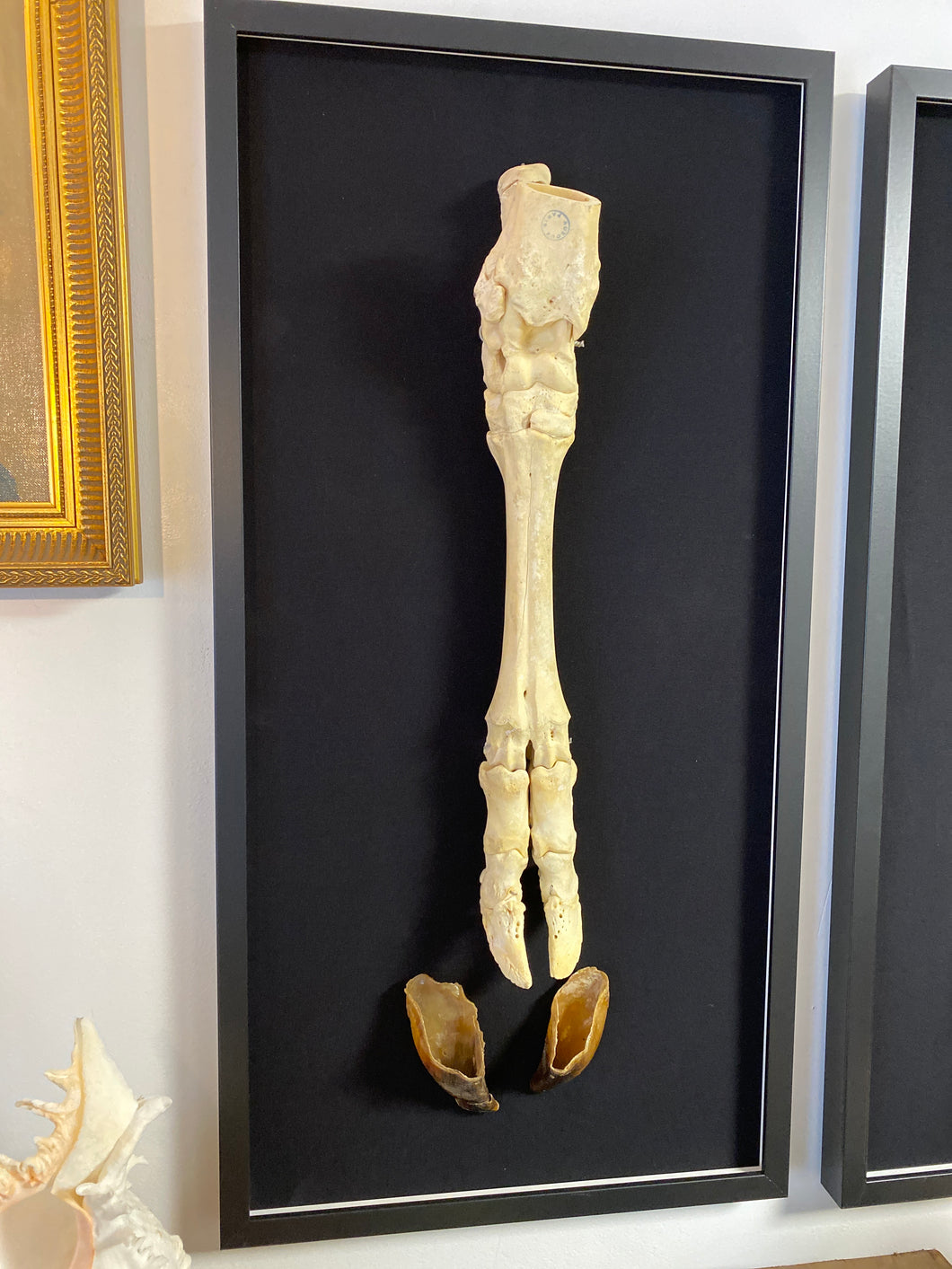 Cadre membre postérieur de bovin