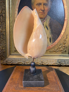 Coquillage Melo diadema