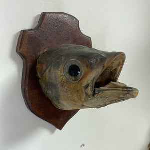Tête de poisson naturalisé