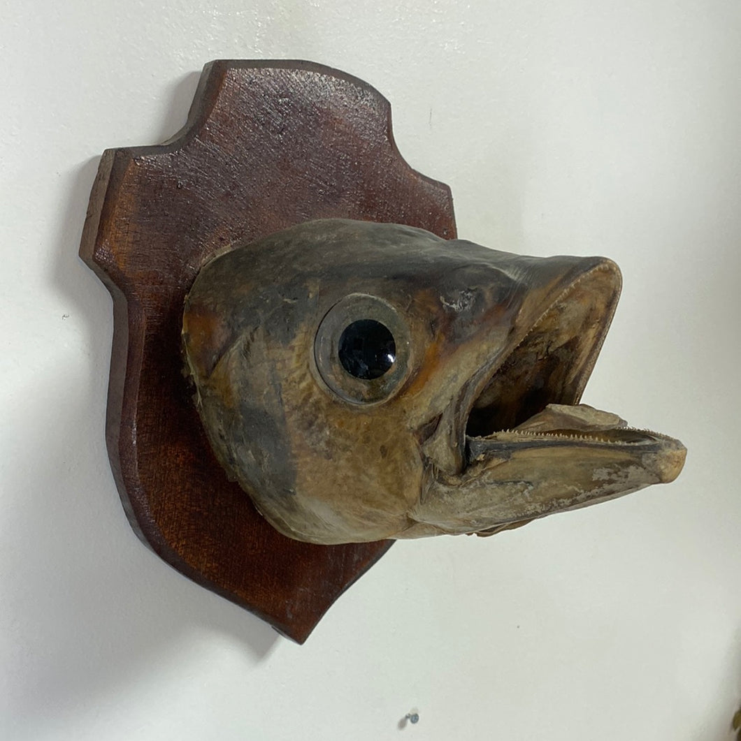 Tête de poisson naturalisé
