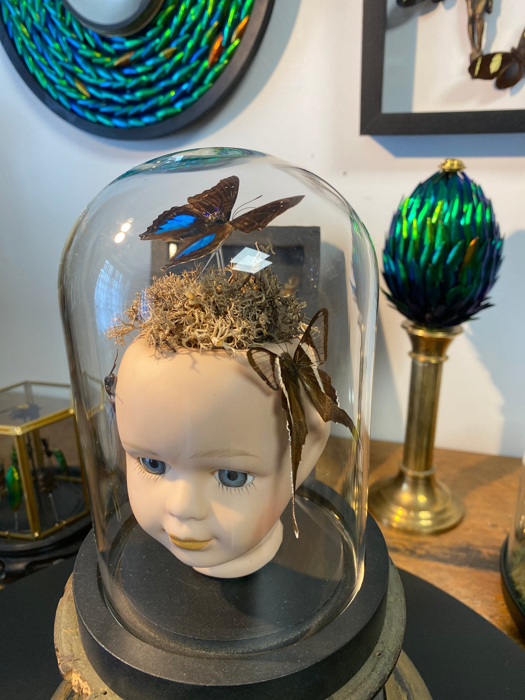 Globe insectes sur tête de poupée en porcelaine
