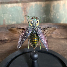 Charger l&#39;image dans la galerie, Globe en verrre scarabée ailes ouvertes
