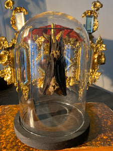Chauve-souris hipposideros larvatus sous globe en verre