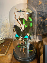 Charger l&#39;image dans la galerie, Globe envolée de papillons et demoiselles
