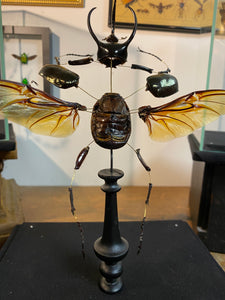 Eclaté de scarabée sous vitrine