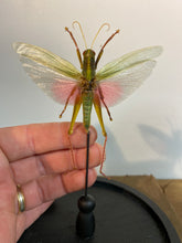 Charger l&#39;image dans la galerie, Sauterelle chrondracris rosea sous globe en verre
