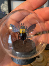 Charger l'image dans la galerie, Globe bulle xylocopa aestuans
