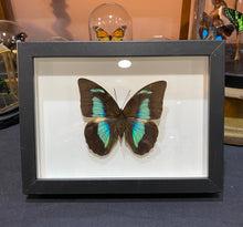 Charger l'image dans la galerie, Cadre papillon « Archaeoprepona demophon»
