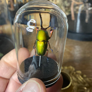 Petit globe contenant un Lampima adolphinae