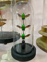 Charger l'image dans la galerie, Globe trio d’heterorrhina sexmaculata
