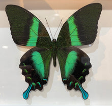 Charger l'image dans la galerie, Cadre papillon « papilio blumei »
