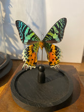 Charger l'image dans la galerie, Globe papillon
