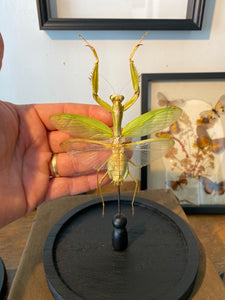 Cloche en verre avec mante asiatique géante