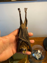 Charger l&#39;image dans la galerie, Véritable chauve-souris sous globe en verre grand modèle
