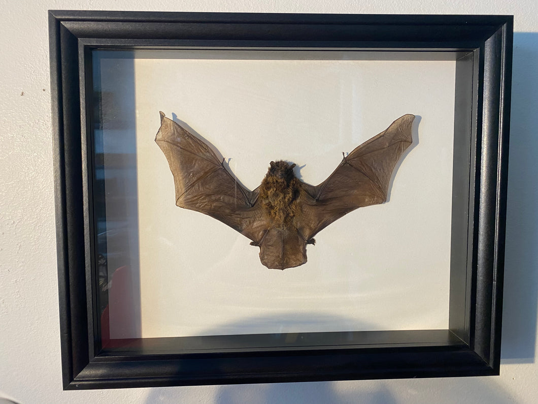 Cadre chauve souris