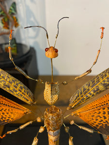 Eclaté de sauterelle sous vitrine