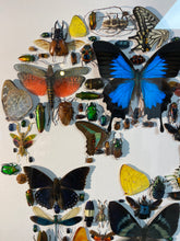 Charger l&#39;image dans la galerie, Cadre tête de mort aux insectes moyen modèle
