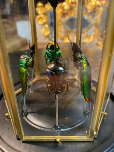 Prisme hexagonal aux d’insectes